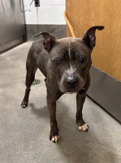 Ashley - Pit Bull Terrier
