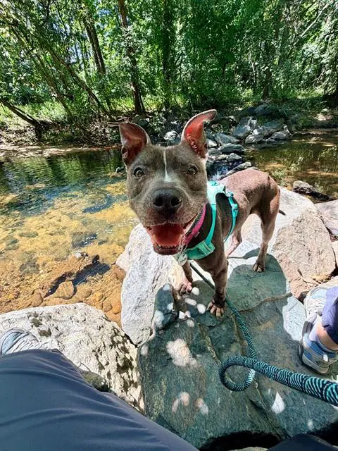 Ashley - Pit Bull Terrier