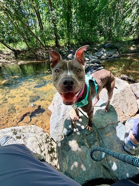 picture of the dog needing adoption