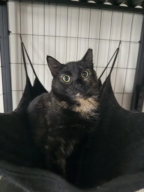 Ketchup - Domestic Short Hair