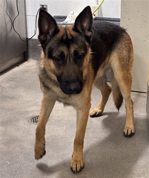 Taz