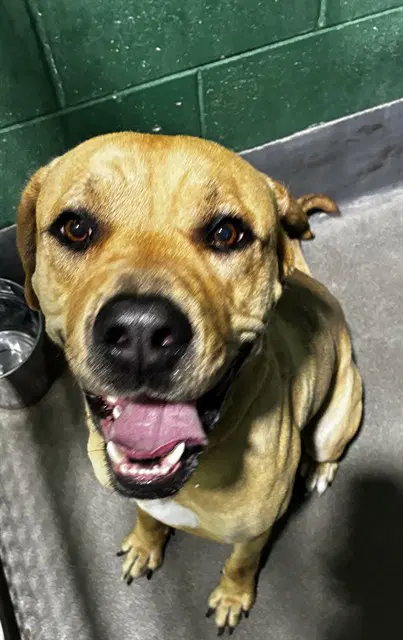 Sampson - Mastiff