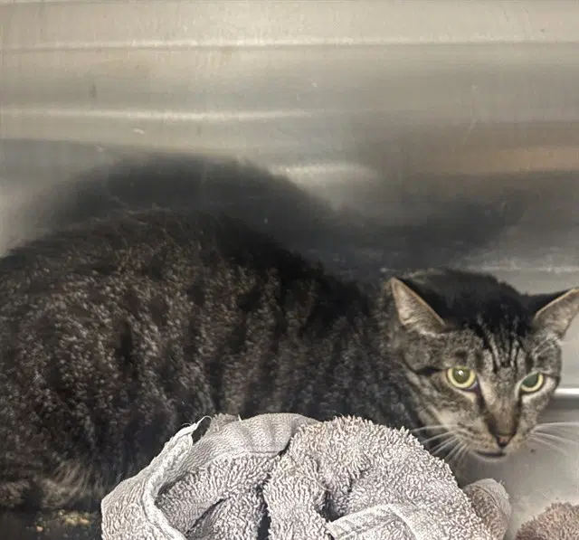 Frank - Domestic Short Hair