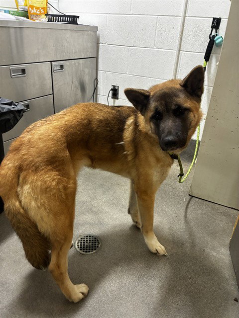 *Starla