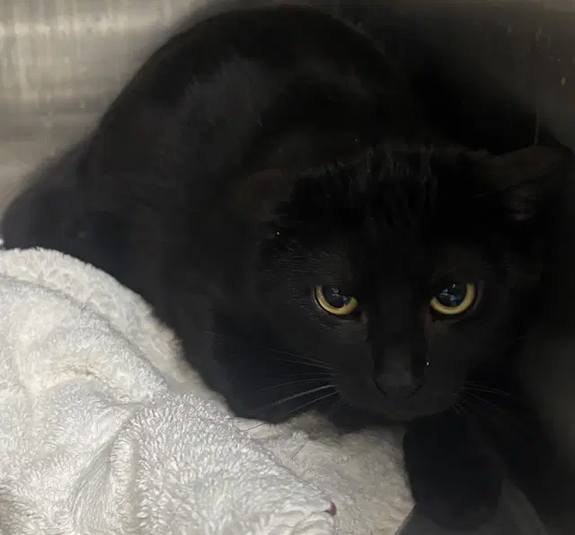Slyvie - Domestic Short Hair