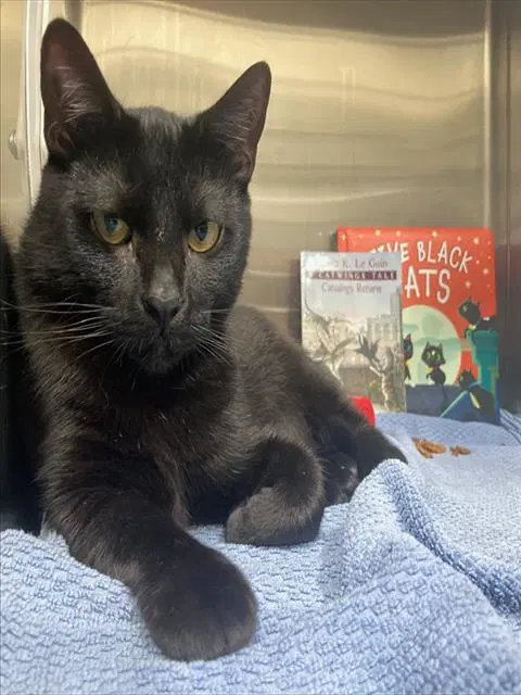 Slyvie - Domestic Short Hair