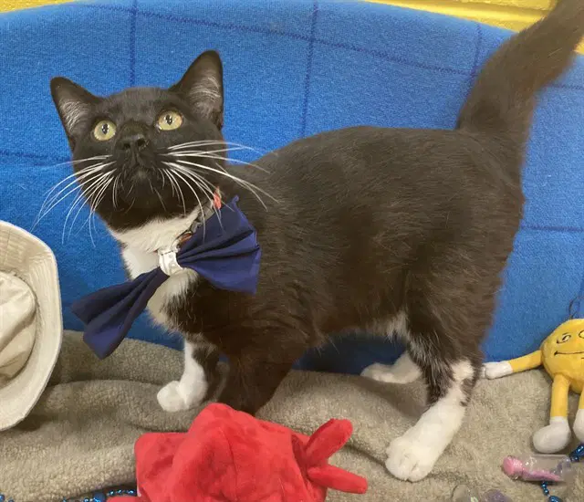 Marvin - Domestic Short Hair
