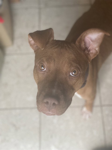 *DESARAE, dog