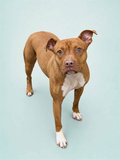 *DESARAE, a dog for adoption from Prince Georges County Animal Management Division