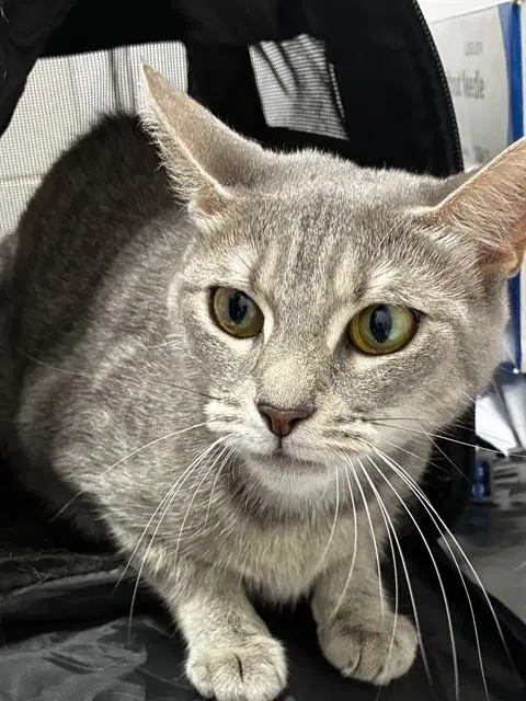 Yasmine - Domestic Short Hair