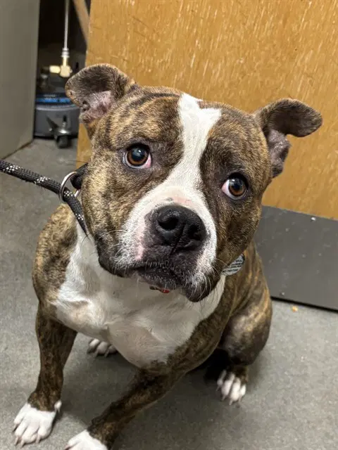 Angel - American Bulldog