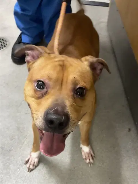 Kane - Pit Bull Terrier