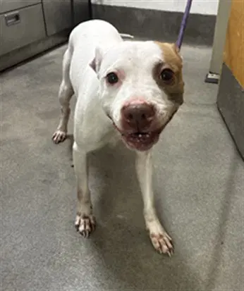 Violet - Pit Bull Terrier