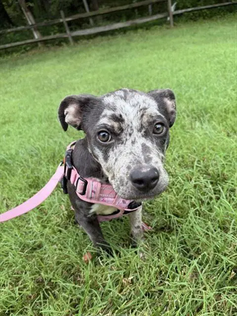 Lilo - Pit Bull Terrier
