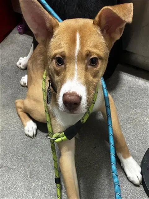 Ryder - Siberian Husky