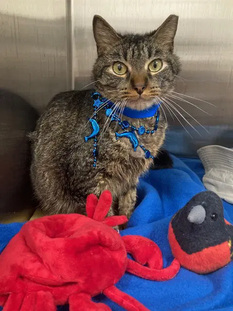 Stevie - Domestic Short Hair
