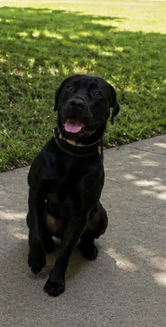 Dexter - Labrador Retriever
