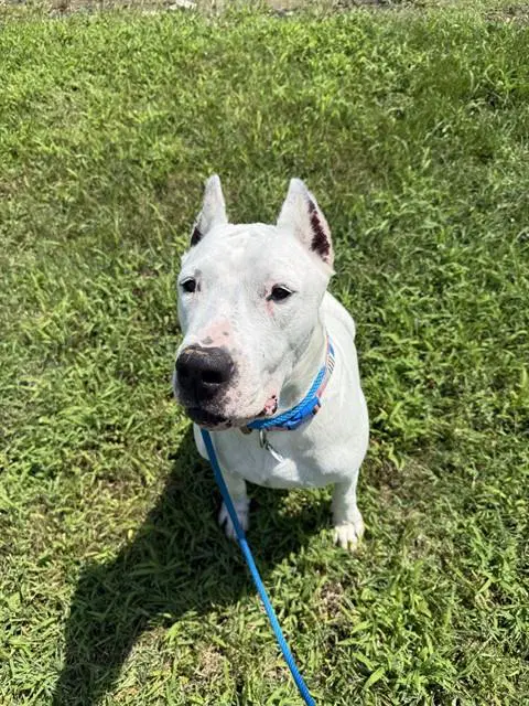 Blanca - Dogo Argentino
