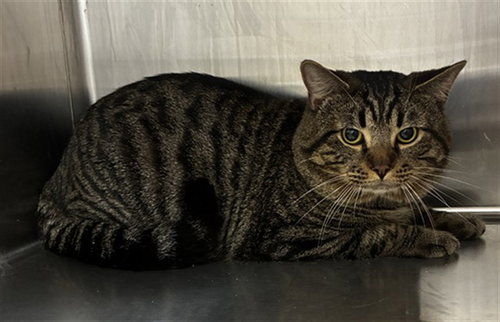 picture of the cat needing adoption