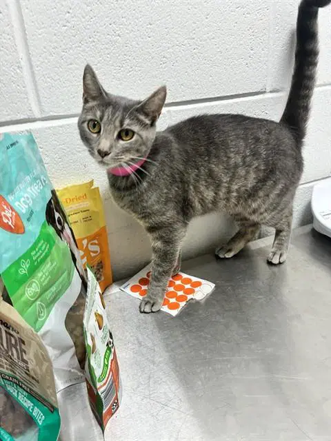 Eliana - Domestic Short Hair