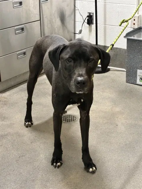 Zim - Labrador Retriever