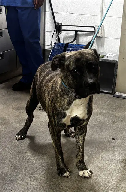 Jackson - Presa Canario