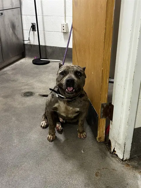 Rowan - Pit Bull Terrier