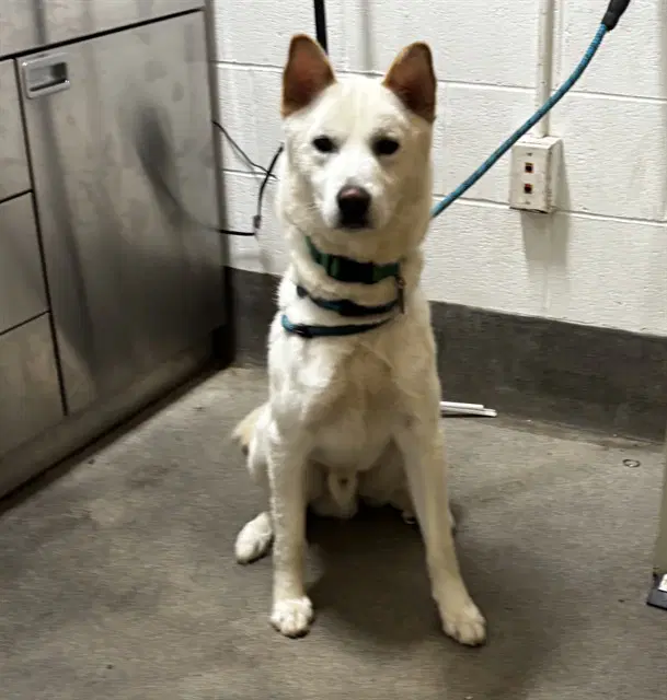 Bennett - Husky