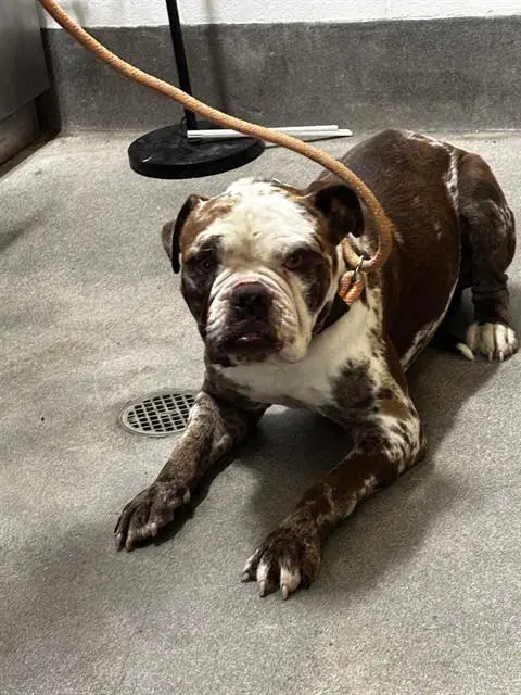 Zeus - American Bulldog