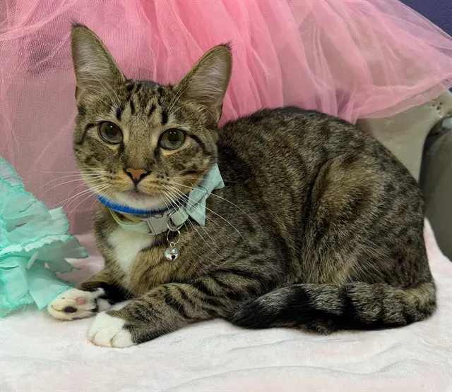 Lynx - Domestic Short Hair