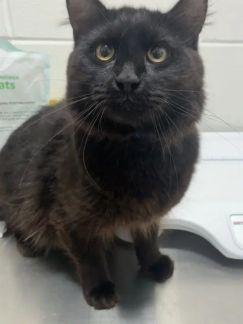 Tommy - Domestic Medium Hair