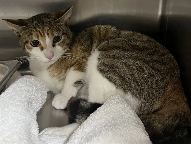 Selina - Domestic Short Hair