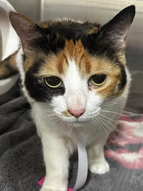 Hope - Domestic Short Hair