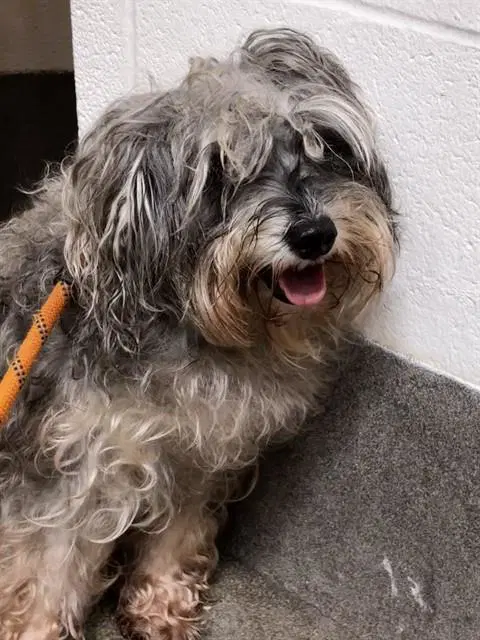 Coco - Yorkshire Terrier Yorkie