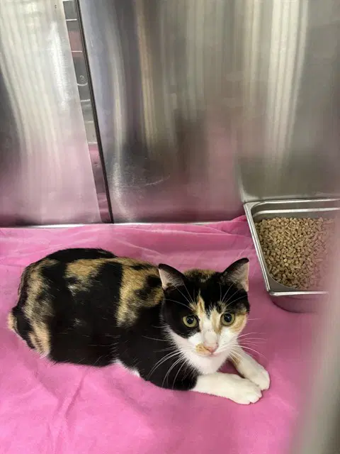 Gricelda - Domestic Short Hair