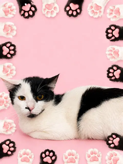 Bella - Domestic Short Hair