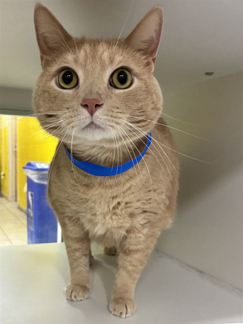 SIMBA, cat