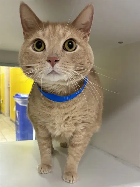 Simba - Domestic Short Hair