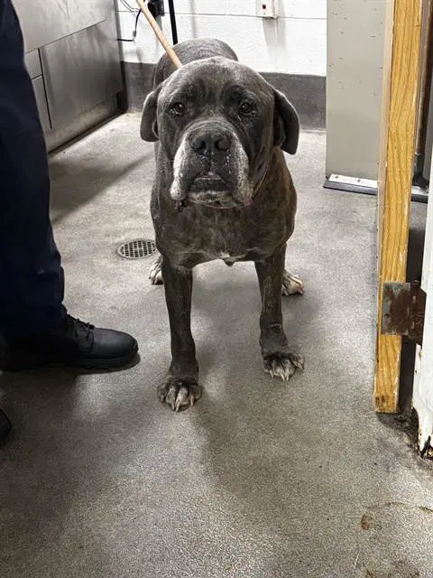 Rameses - Cane Corso Mastiff
