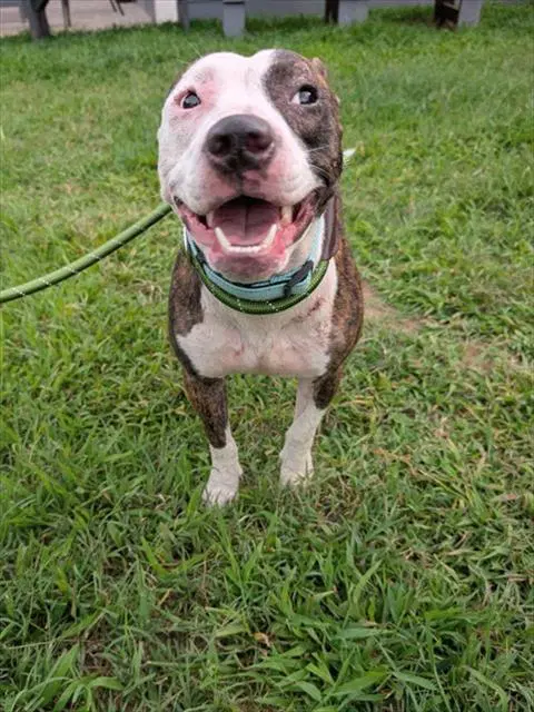 Tiff - Pit Bull Terrier