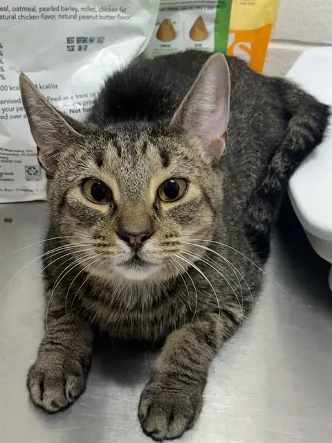 Carol - Domestic Short Hair