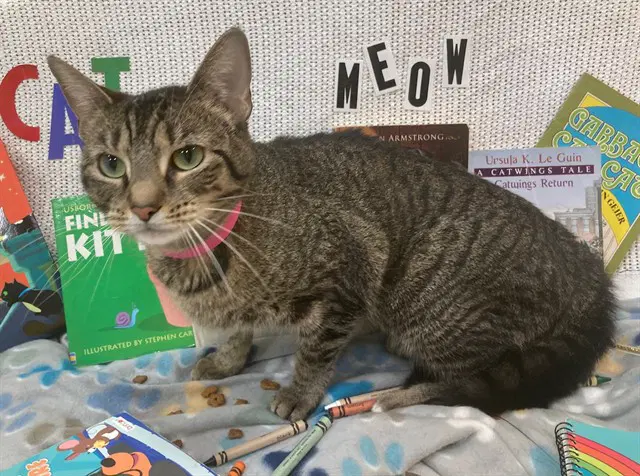 Cosmo - Domestic Short Hair