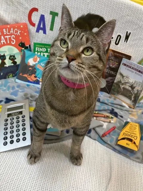 Luna - Domestic Short Hair