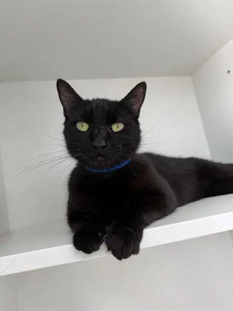 Tyson - Domestic Short Hair