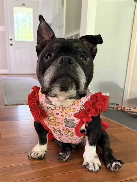 Ebonora - Bulldog
