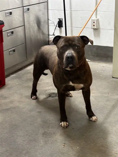 Woody - Cane Corso Mastiff