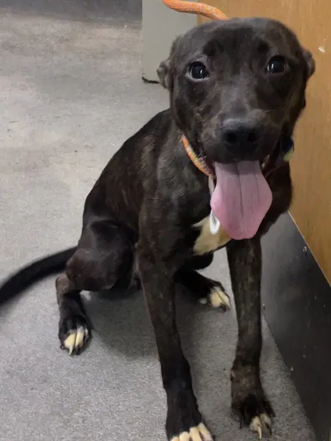 Millie - Cane Corso