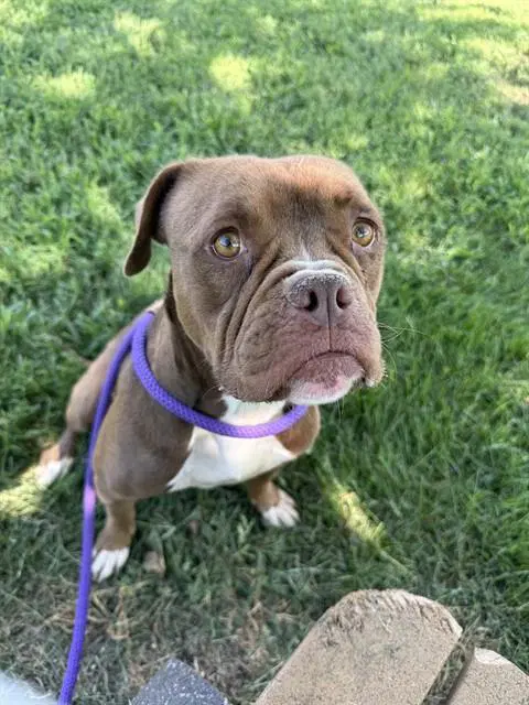 Nyx - English Bulldog