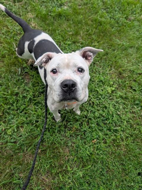picture of the dog needing adoption