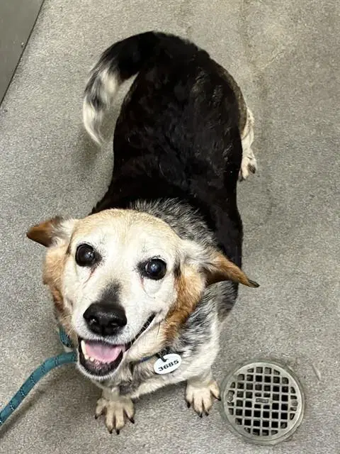 Stella - Beagle